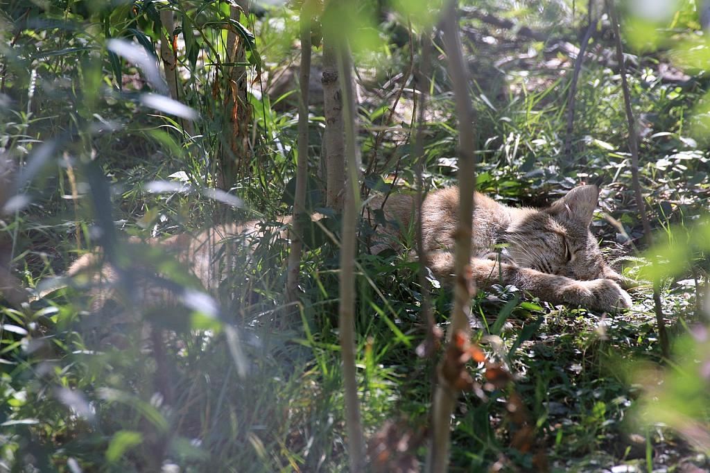 Luchs im Yukon Wildlife Preserve