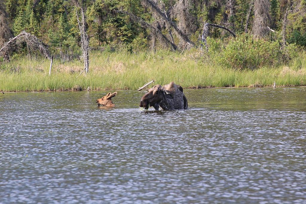 Moose (Elch) mit Jungem