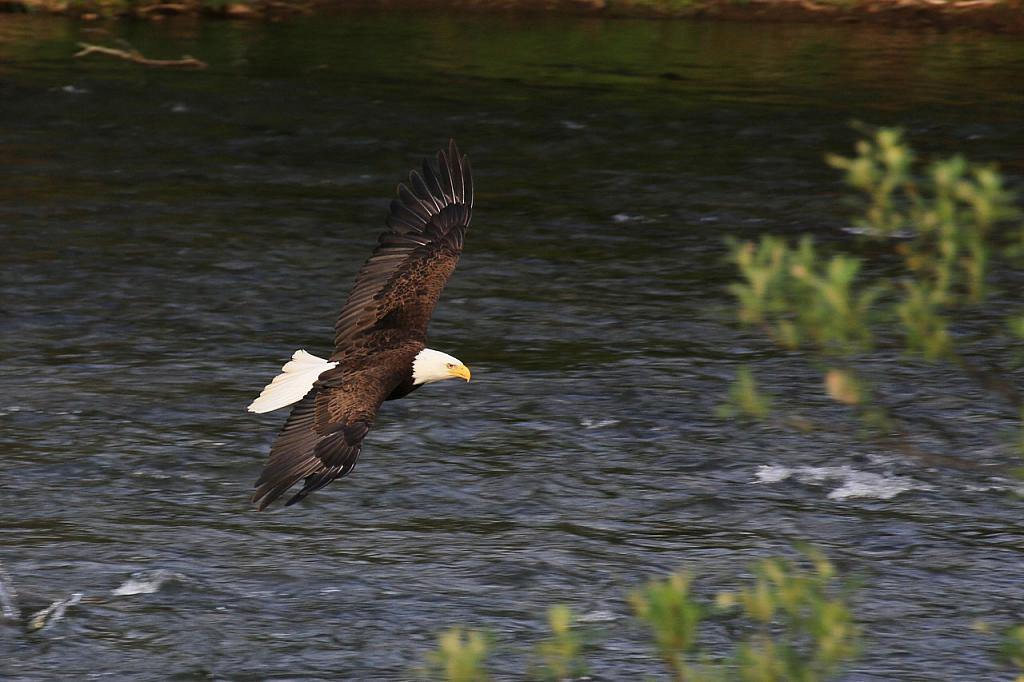 Weisskopfseeadler, Katmai Peninsula