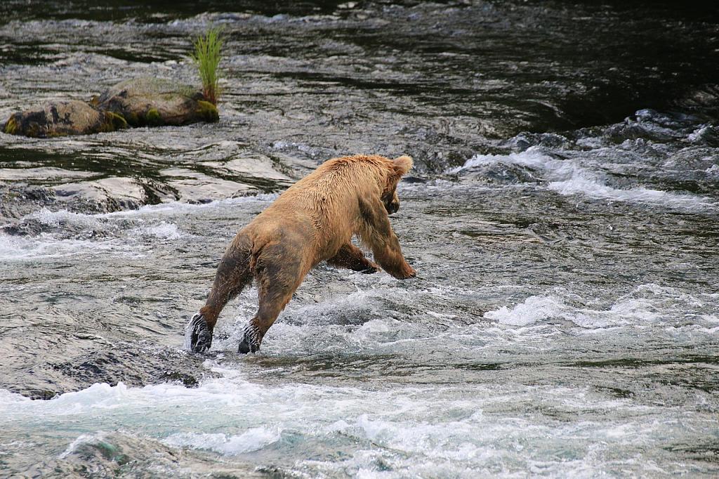 Braunbär, Katmai Peninsula