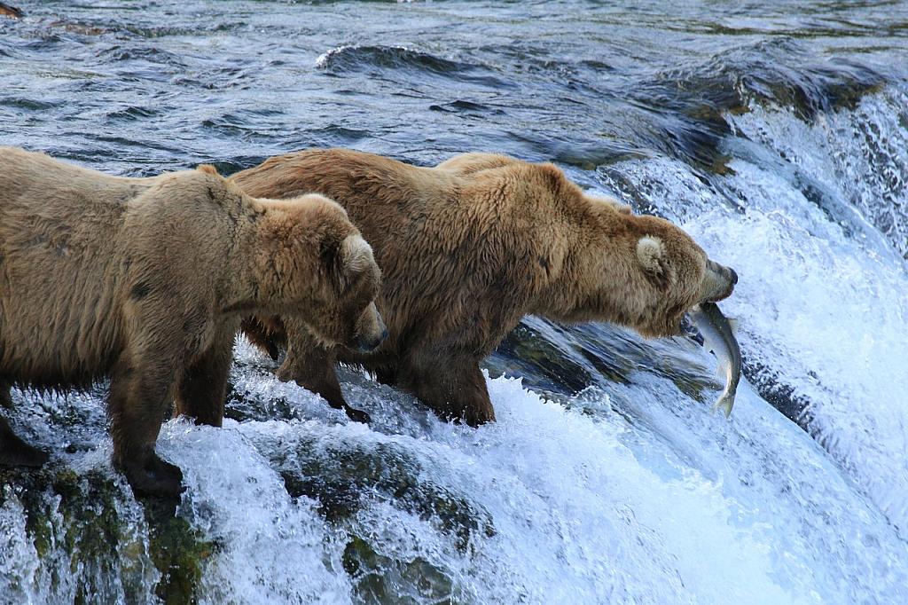 Braunbären, Brooks Falls, Katmai Peninsula