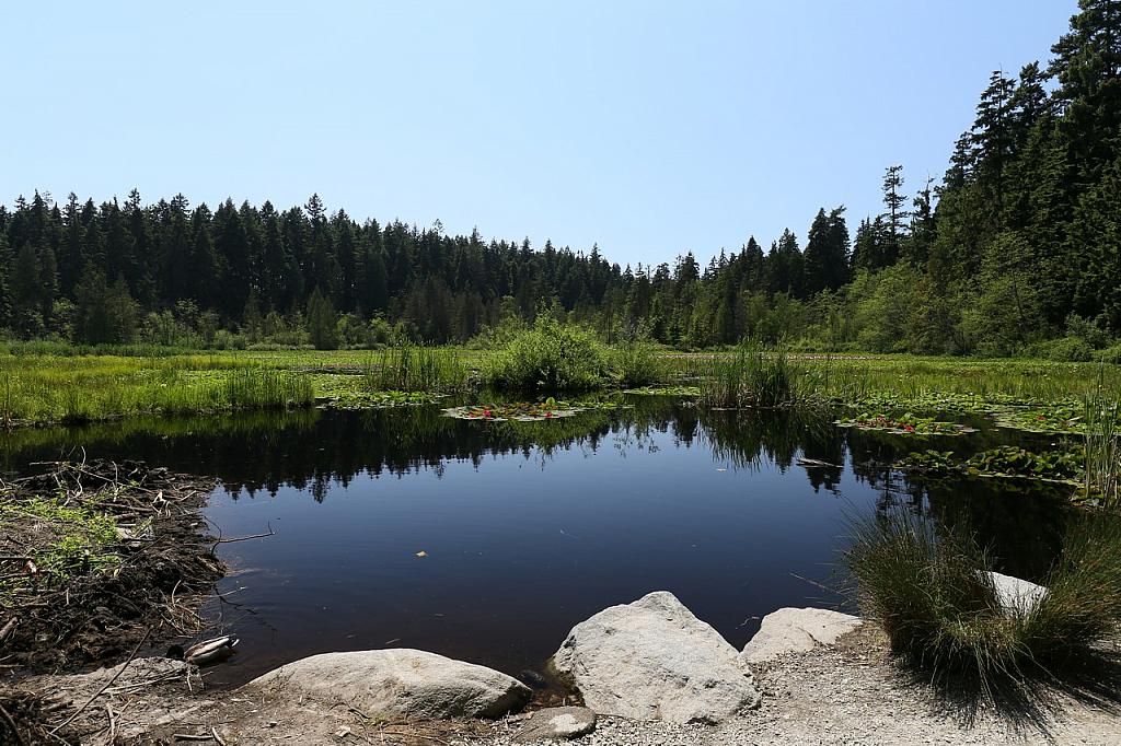 Beaver Lake, Stanley Park