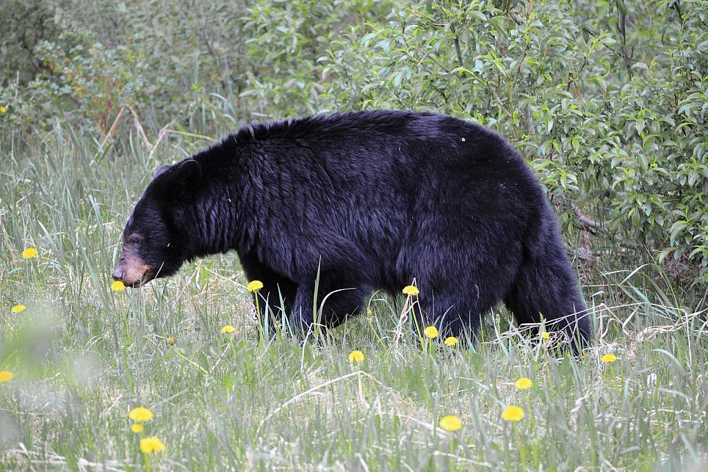 Schwarzbär