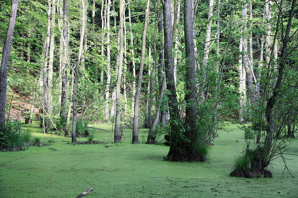 Teich im Jasmund Naturpark auf Rügen