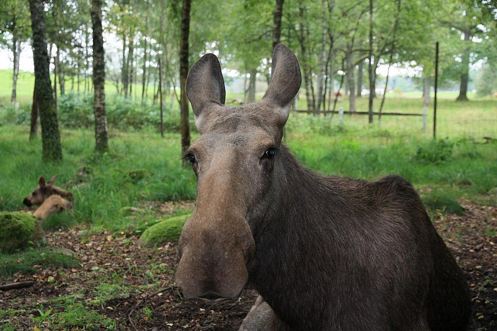 Elchkuh Mia, Ingelbo Moose Park