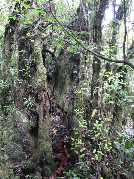 Urwald bei den Marokopa Falls