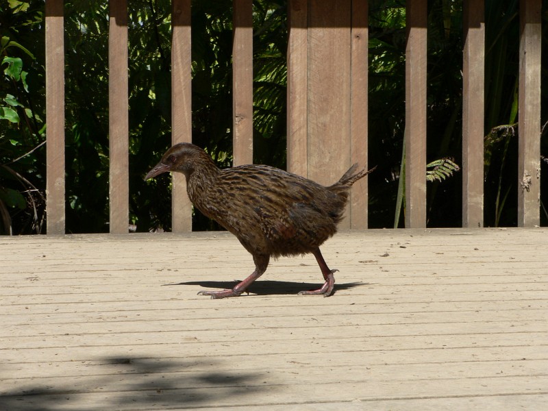 Weka