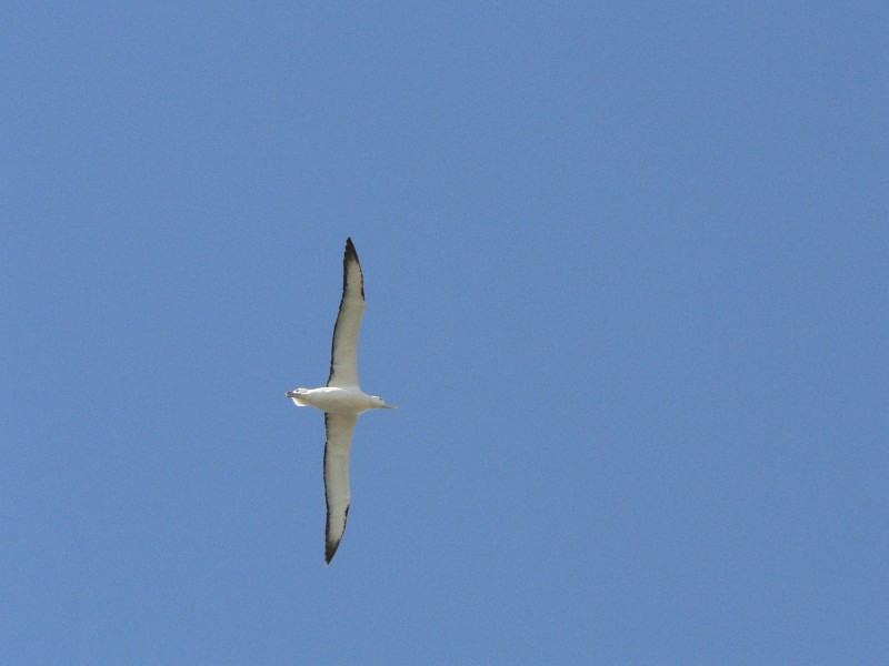 Albatross