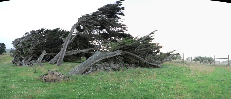 Vom Wind geprägte Bäume