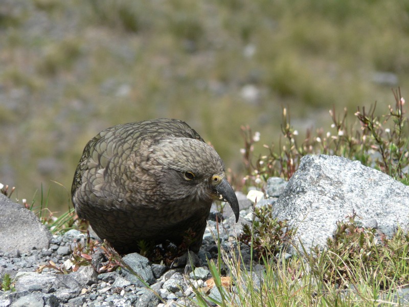 Kea