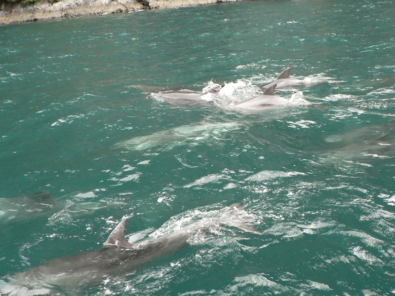 Bottlenose Dolphins