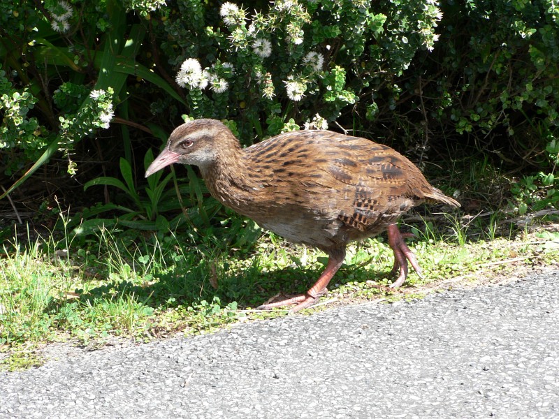 Weka