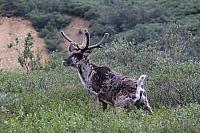 Karibu, Denali National Park