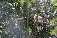 Luchs im Yukon Wildlife Preserve