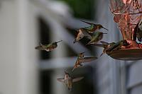 Kolibris in Alaska