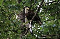 Weisskopfseeadler