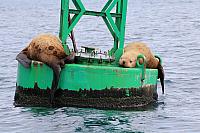 Sea Lions, Prince William Sound