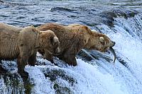 Braunbären, Brooks Falls, Katmai Peninsula