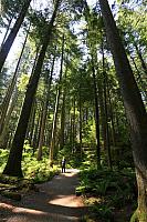 Urwald bei Capilano