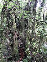 Urwald bei den Marokopa Falls