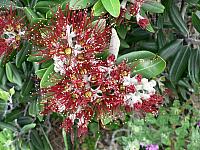 Pohutukawa