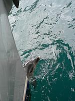 Bottlenose Dolphin