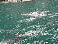 Bottlenose Dolphins