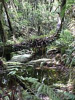 Urwald an der Westküste