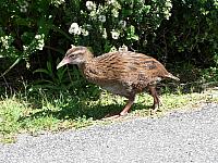 Weka