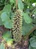 Mammutblatt (Gunnera tinctoria)