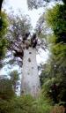 Tāne Mahuta (der grösste Kauri der Welt)